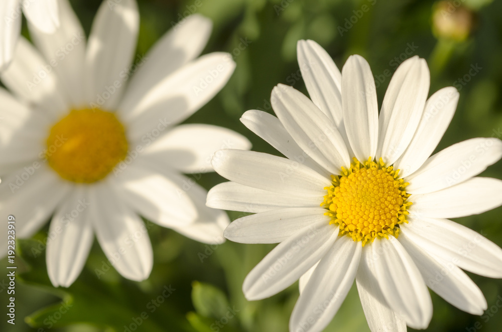 White flowers against green blurred background. White flowers against green blurred background.