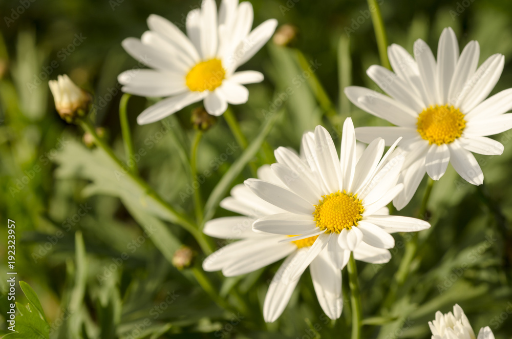 White flowers against green blurred background. White flowers against green blurred background.