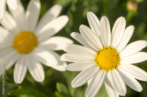 White flowers against green blurred background.