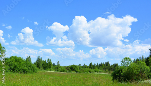 beautiful summer natural bright landscape: field with green grass and bushes against the blue sky with white clouds sunny day, nature, countryside