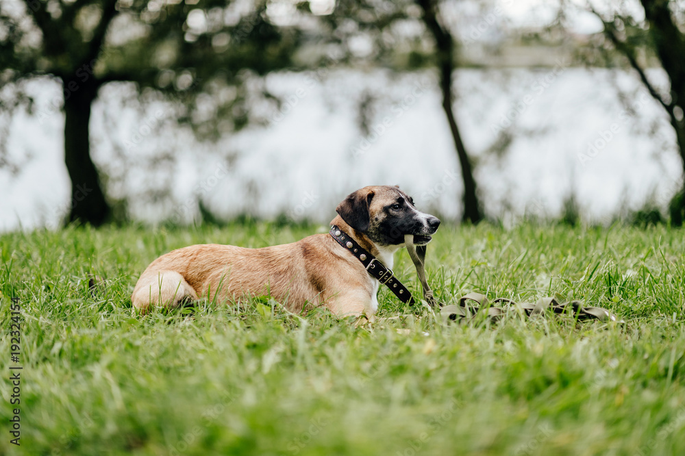 Happy playful frisky fast and furious puppy enjoying freedom at nature. Mad crazy funny cheerful lovely little dog running and jumping outdoor. Restless domestic pet playing. Glad active aminal. Happy playful frisky fast and furious puppy enjoying freedom at nature. Mad crazy funny cheerful lovely little dog running and jumping outdoor. Restless domestic pet playing. Glad active aminal.