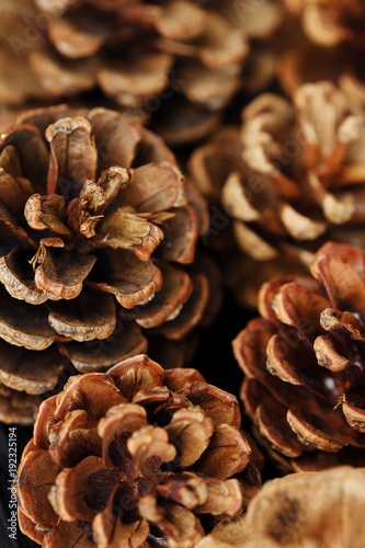 Beautiful pine brown cones and winter background  