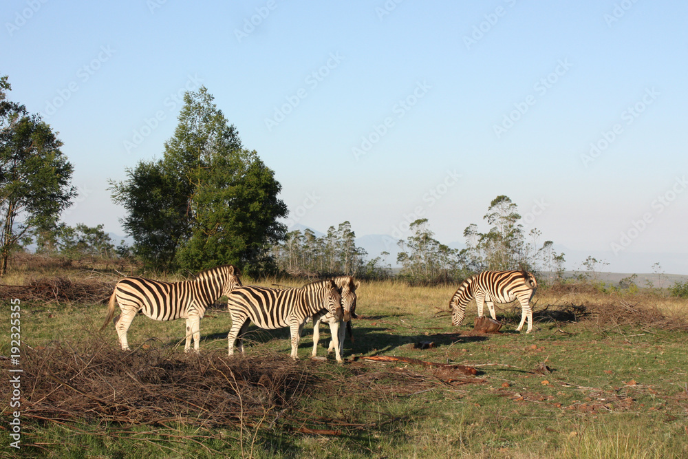 Naklejka premium Zebra on safari
