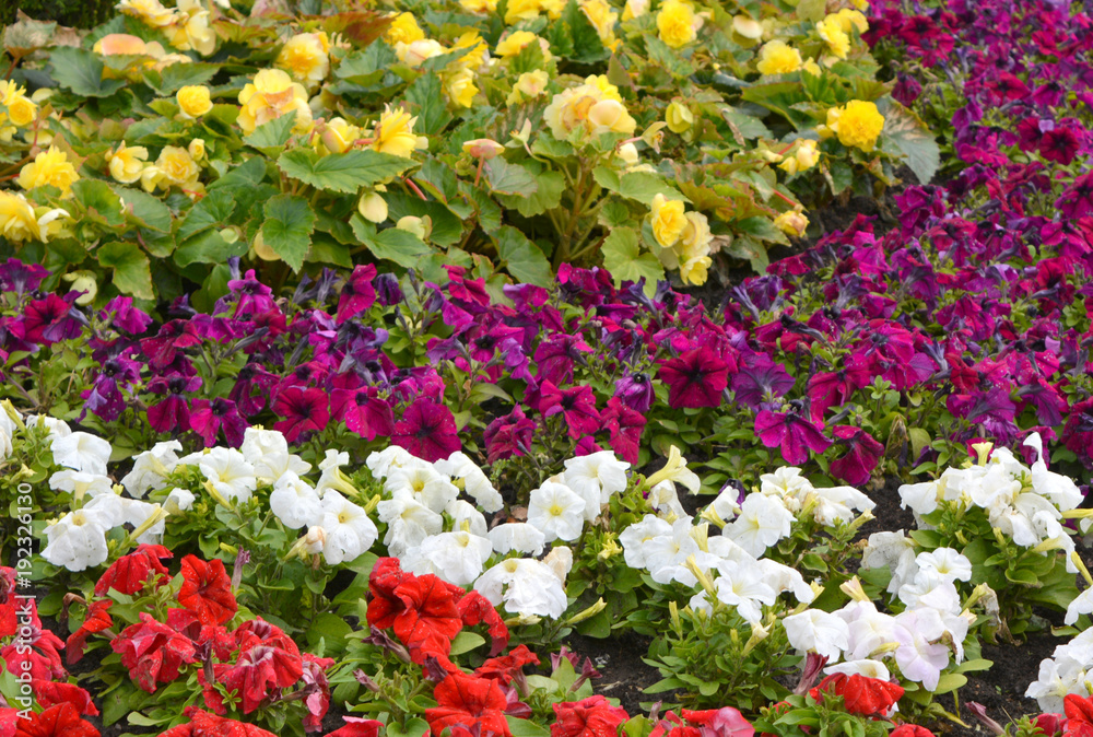 Beautiful flowerbed with multicolored flowers, landscape design