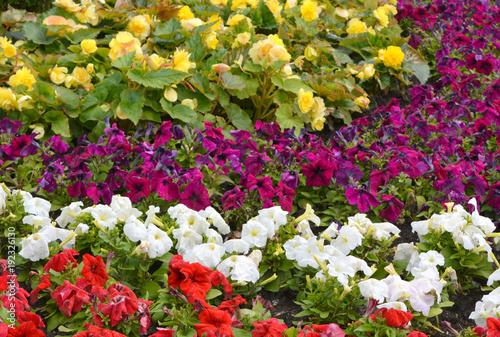 Beautiful flowerbed with multicolored flowers, landscape design