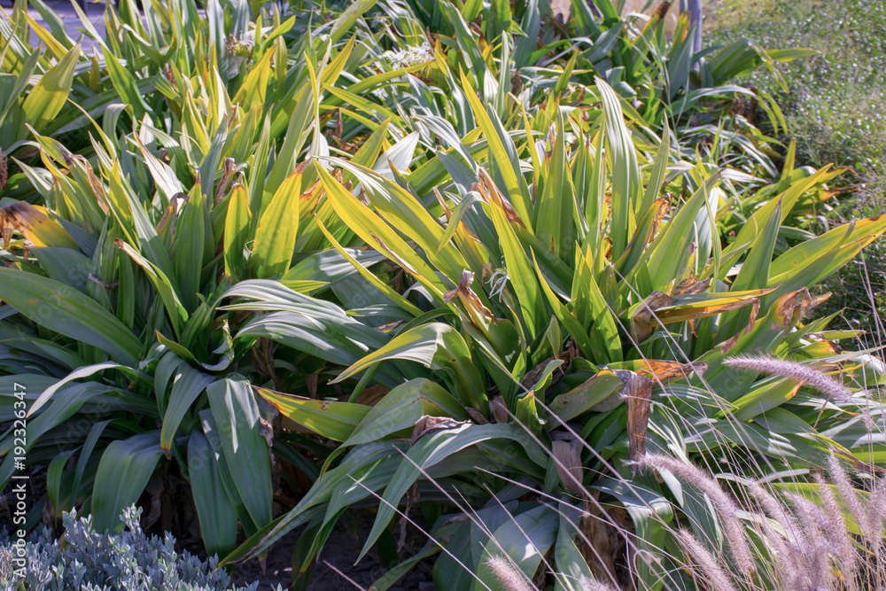 Obraz premium Beautiful Tree and flowers