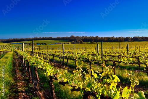 Vineyard under blue sky in Margaret River region photo