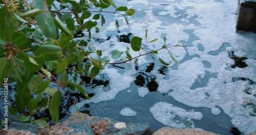 Plants by the lake. Lagoa Rodrigo de Freitas. Shot on Blackmagic.