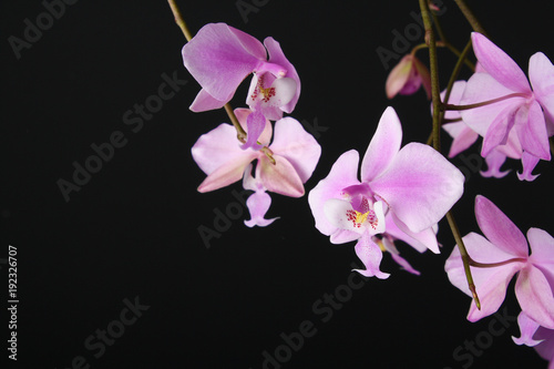 phalaenopsis schilleriana pink orchid on a dark background photo