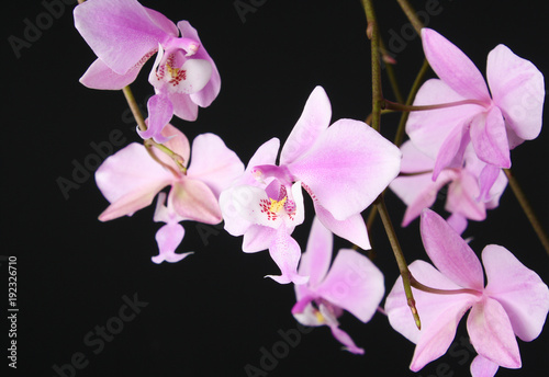 phalaenopsis schilleriana pink orchid on a dark background