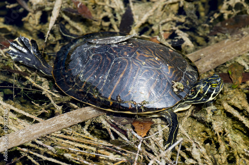 Tortue de Floride, Trachemys scripta elegans photo