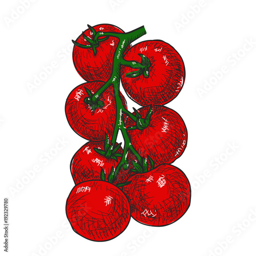 Tomatoes. Engraving vintage vector illustration. Isolated on white background