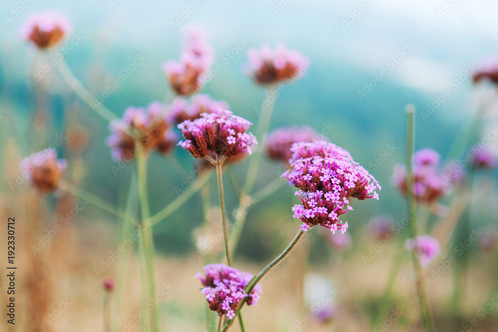 Beautiful tiny Pink purple blooming verbena bonariensis with blur background Beautiful tiny Pink purple blooming verbena bonariensis with blur background