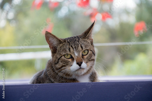 domestic cat portrait of a pet photo