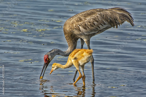 A sandhill crane teaching its chick to find food in Myakka Lake