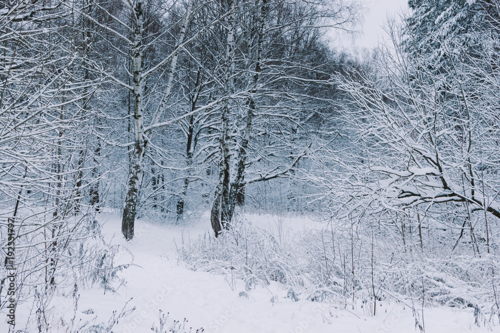 Fototapeta premium Winter forest with snow