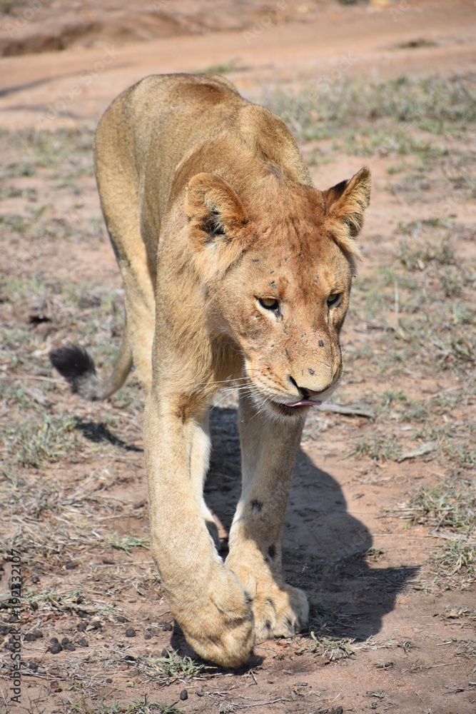 Löwin im Krüger National Park (Südafrika) Löwin im Krüger National Park (Südafrika)