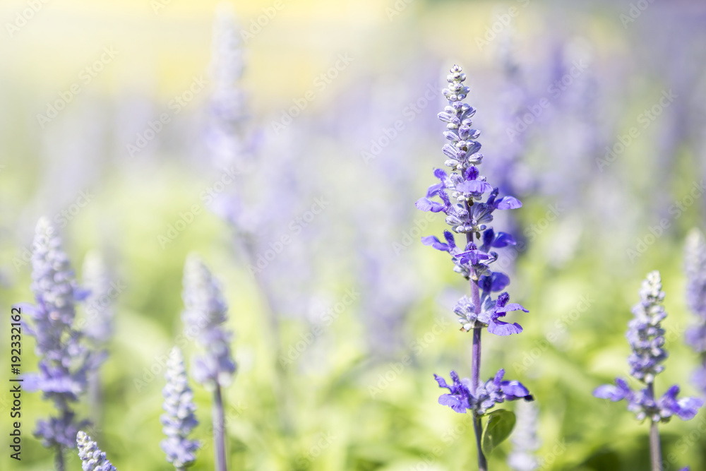 Obraz premium Closeup Salvia Merleau Blue flower over blurred flower garden background, spring season concept, summer outdoor day light