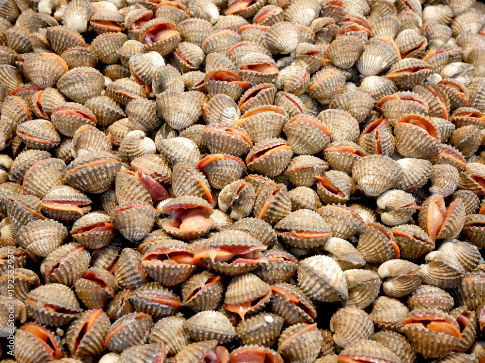 Fresh blood cockle or blood clam