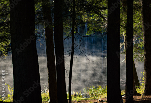 Fog through trees