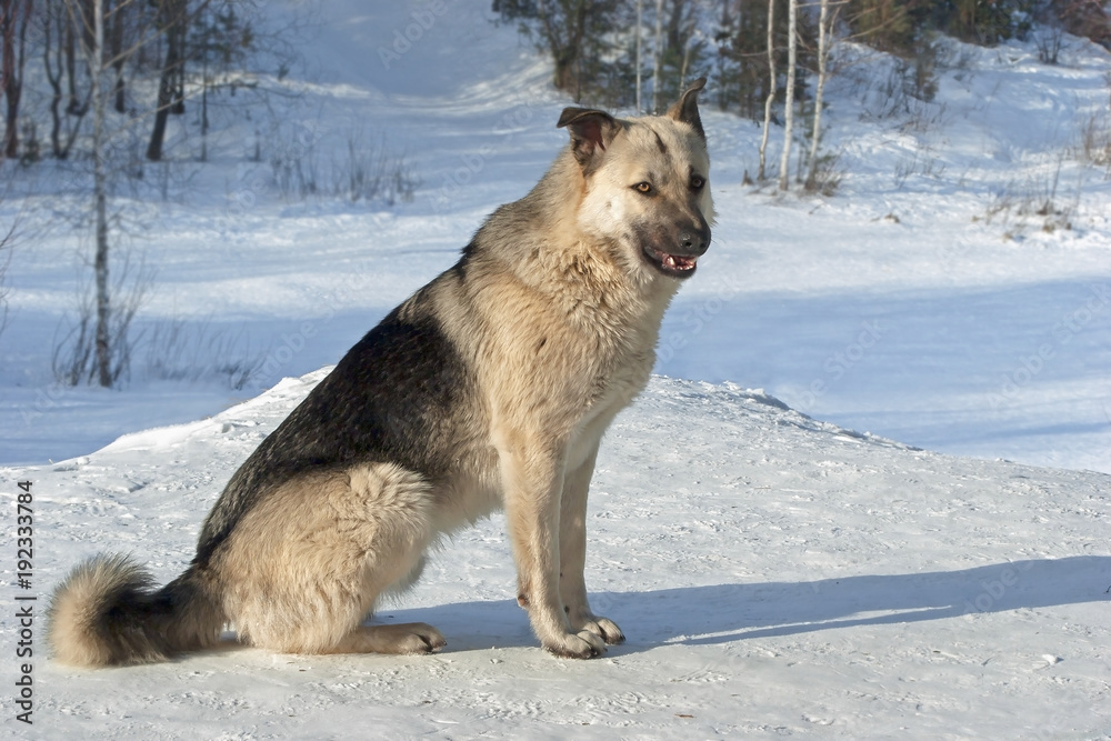 mongrels with fluffy fur sitting in the snow mongrels with fluffy fur sitting in the snow