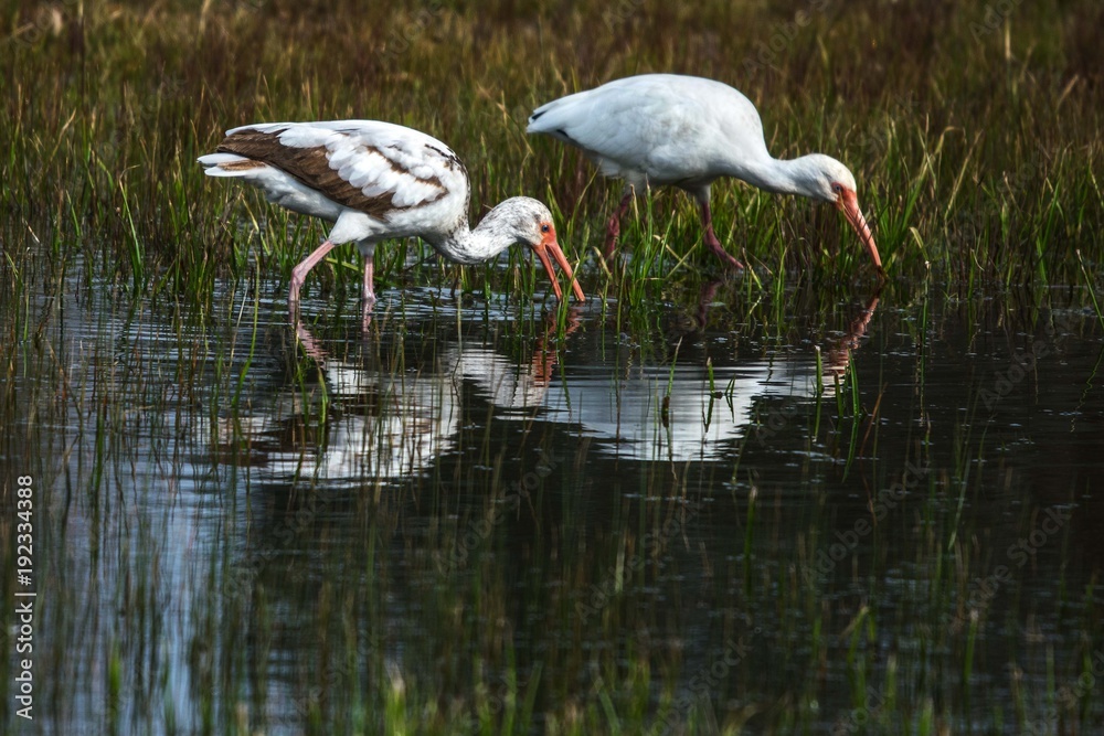 Fototapeta premium White Ibis Looking For A Meal!
