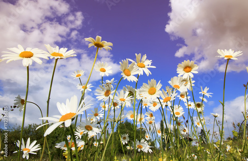  white chamomile flower heads grow on a summer meadow and stretch to the blue sky