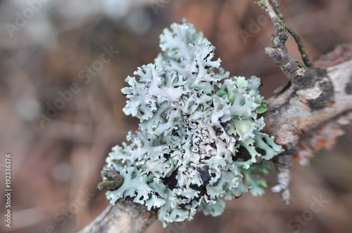 Lichen on tree branch. Lichen grows on rotten wood photo