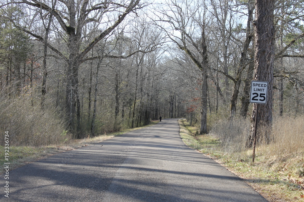 Forest road and trail to walk or run