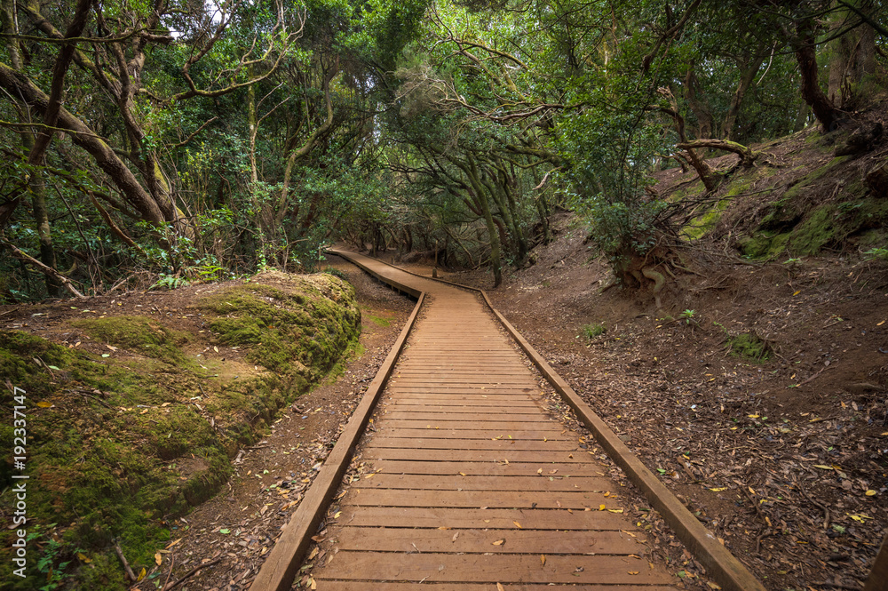 Naklejka premium Anaga rain forest in Tenerife island, Canary islands, Spain.