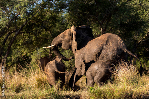 Elephant Family Running