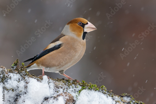Male hawfinch perched on a snowy mossy coverd branch in winter
