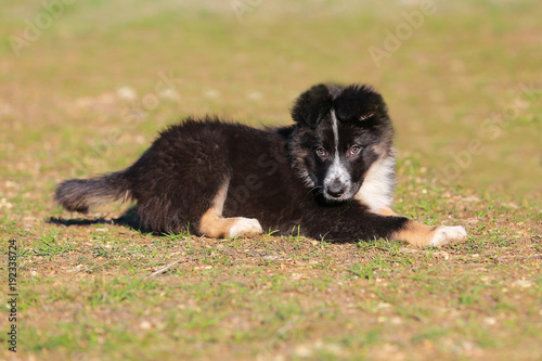 Border collie puppy