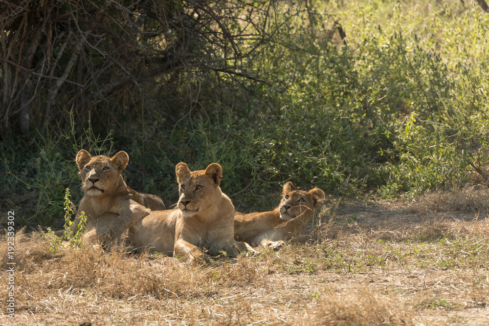 Naklejka premium Three African Lioness under a Tree