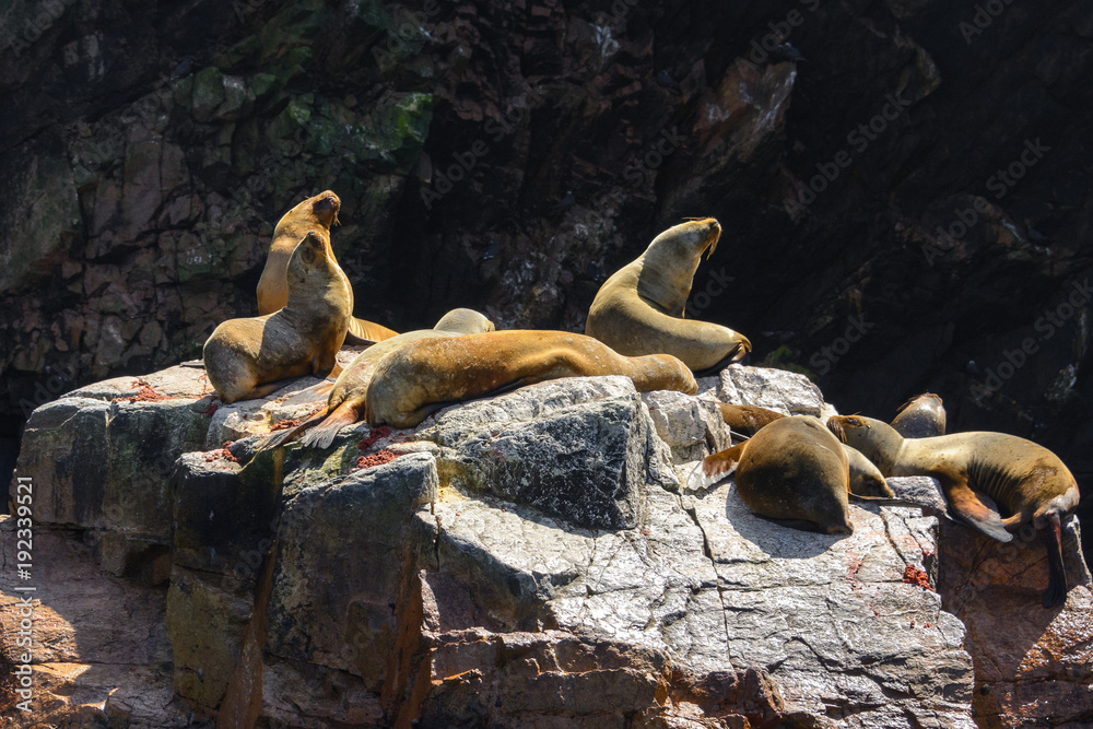 Obraz premium Lwy morskie Ameryki Południowej na wyspach Ballestas w Peru