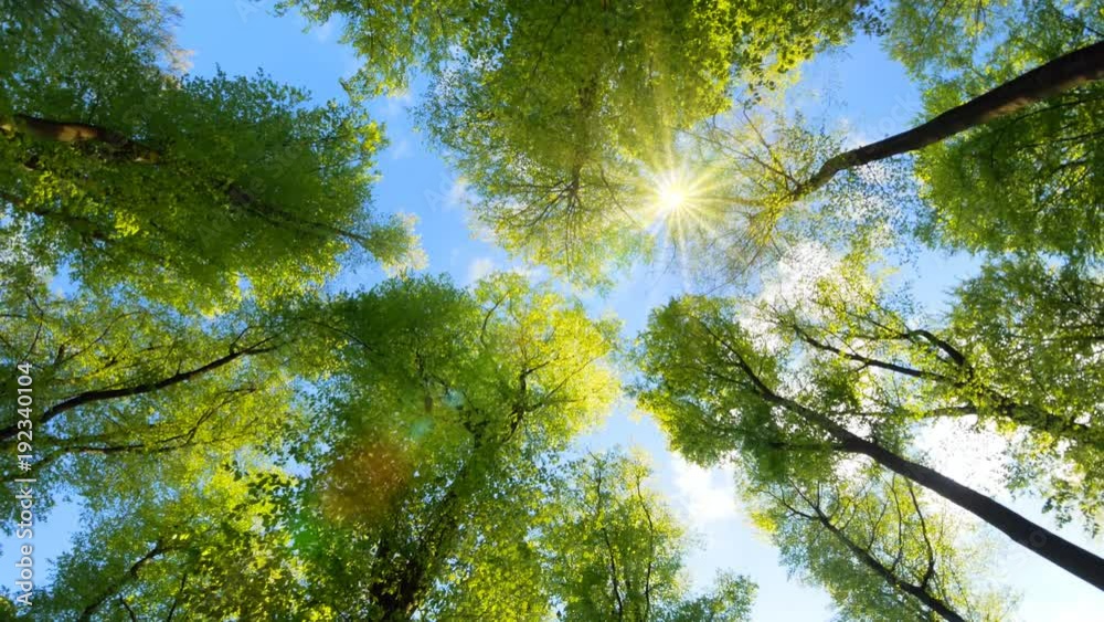 The spring sun in the clear blue sky gently shining through fresh green treetops in a forest

