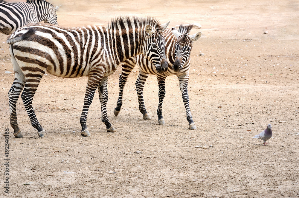 zebra, zebra,