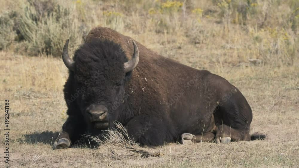 17% slow motion clip of a bison bull chewing in yellowstone national park, usa 17% slow motion clip of a bison bull chewing in yellowstone national park, usa