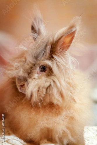 Red fluffy bunny rabbit portrait close up. Earter concept greeting card