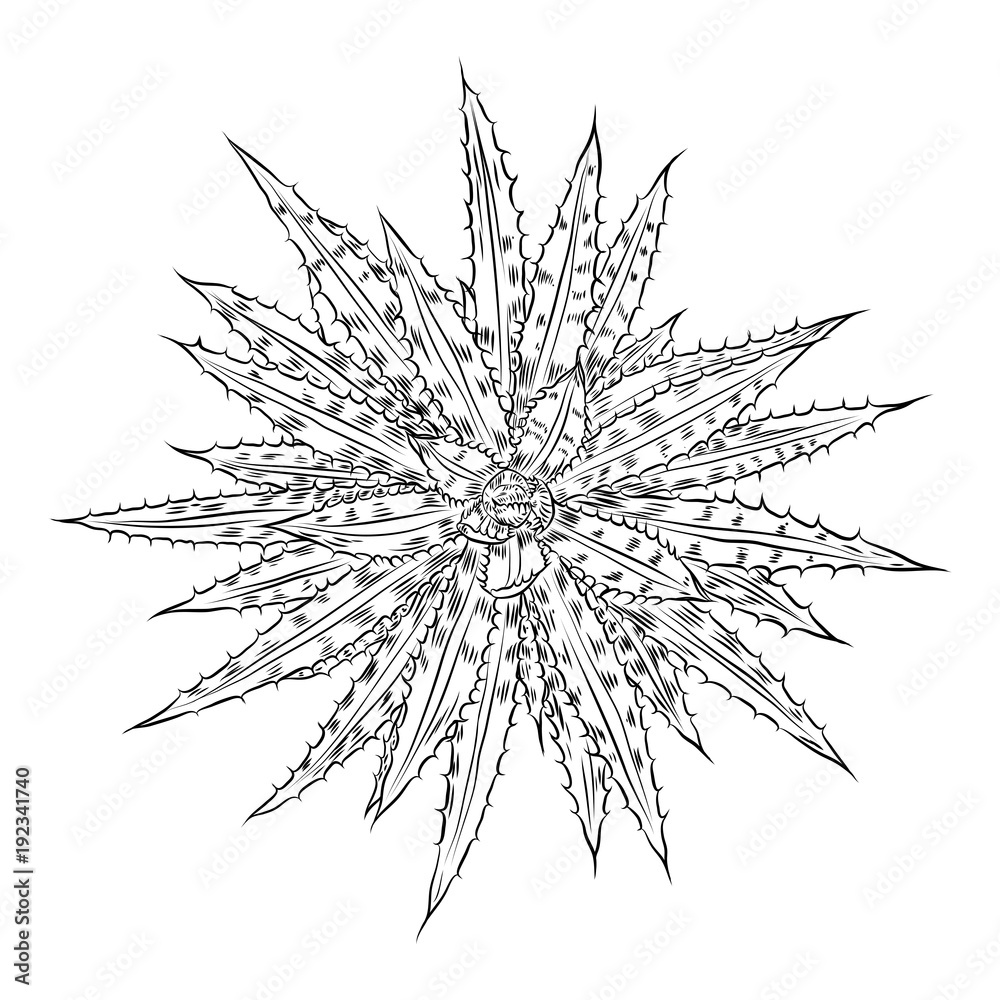 Succulent cactus flower, hand drawn terrarium Echeveria cacti. Wild floral exotic tropical plant. Vector. Succulent cactus flower, hand drawn terrarium Echeveria cacti. Wild floral exotic tropical plant. Vector.