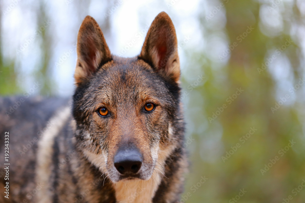 Portrait of a wolf dog