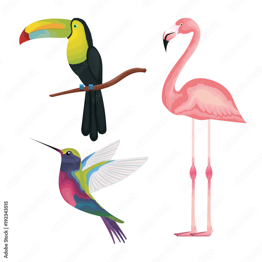 Obraz premium tropical and exotics birds vector illustration design