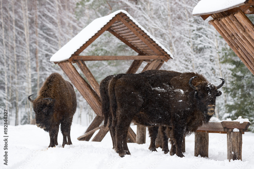 Several Wild Bison Near Feeders. Motherly Bison Close Up. Adult Wild European Brown Bison ( Bison Bonasus ) In Winter Time. Adult Aurochs ( Wisent ), Symbol Of The Republic Of Belarus. Herd Of Aurochs