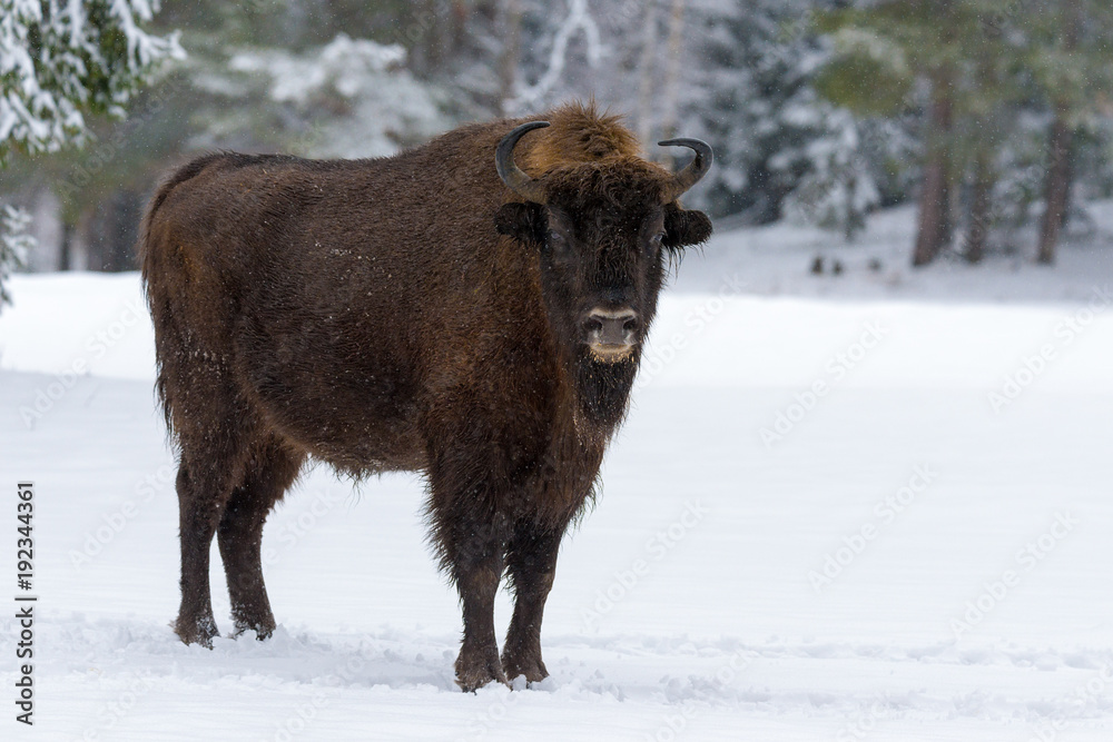 Wild European Wood Bison,Bull (Male). Motherly Bison Close Up. Adult Wild European Brown Bison ( Bison Bonasus ) In Winter Time. Adult Aurochs ( Wisent ) In Winter Pine Forest. Belarus