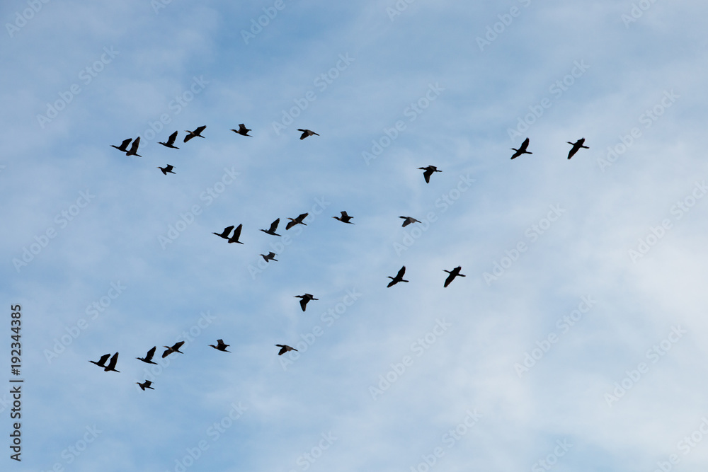 silhouettes of birds flying on the blue sky
