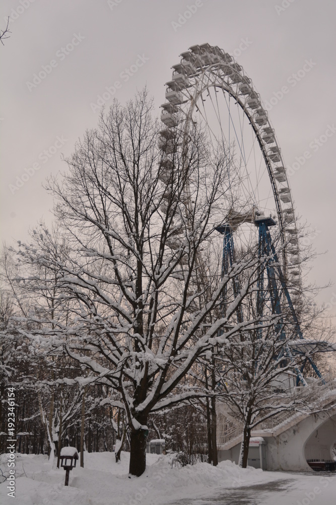 winter forest tree park season white nature winter forest tree park season white nature