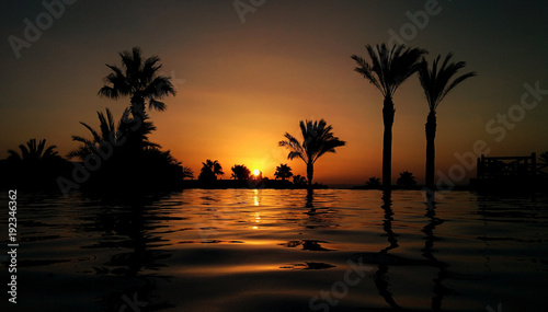 Palm tree silhouettes by the water