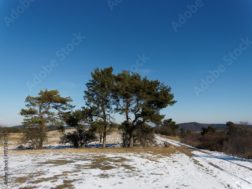 Wallpaper Mural Hügelige Landschaft im Winter - Schnee auf den Feldern und schwarze Baumkulissen Torontodigital.ca