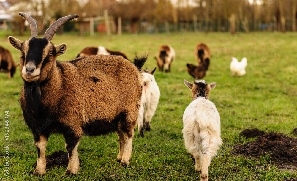 Fototapeta premium A group of Goats grazing in a field