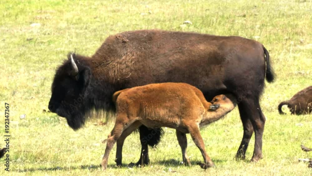 a bison calf suckling from its mother in yellowstone national park, usa a bison calf suckling from its mother in yellowstone national park, usa